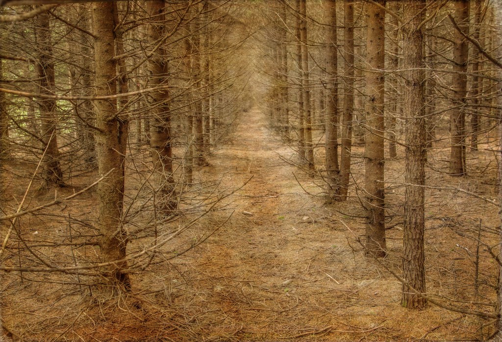 Trees in a forest conception from fotosoco.com